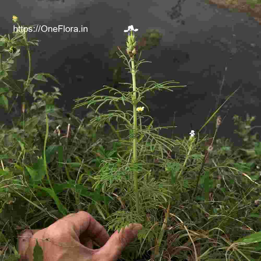 Lavandula bipinnata