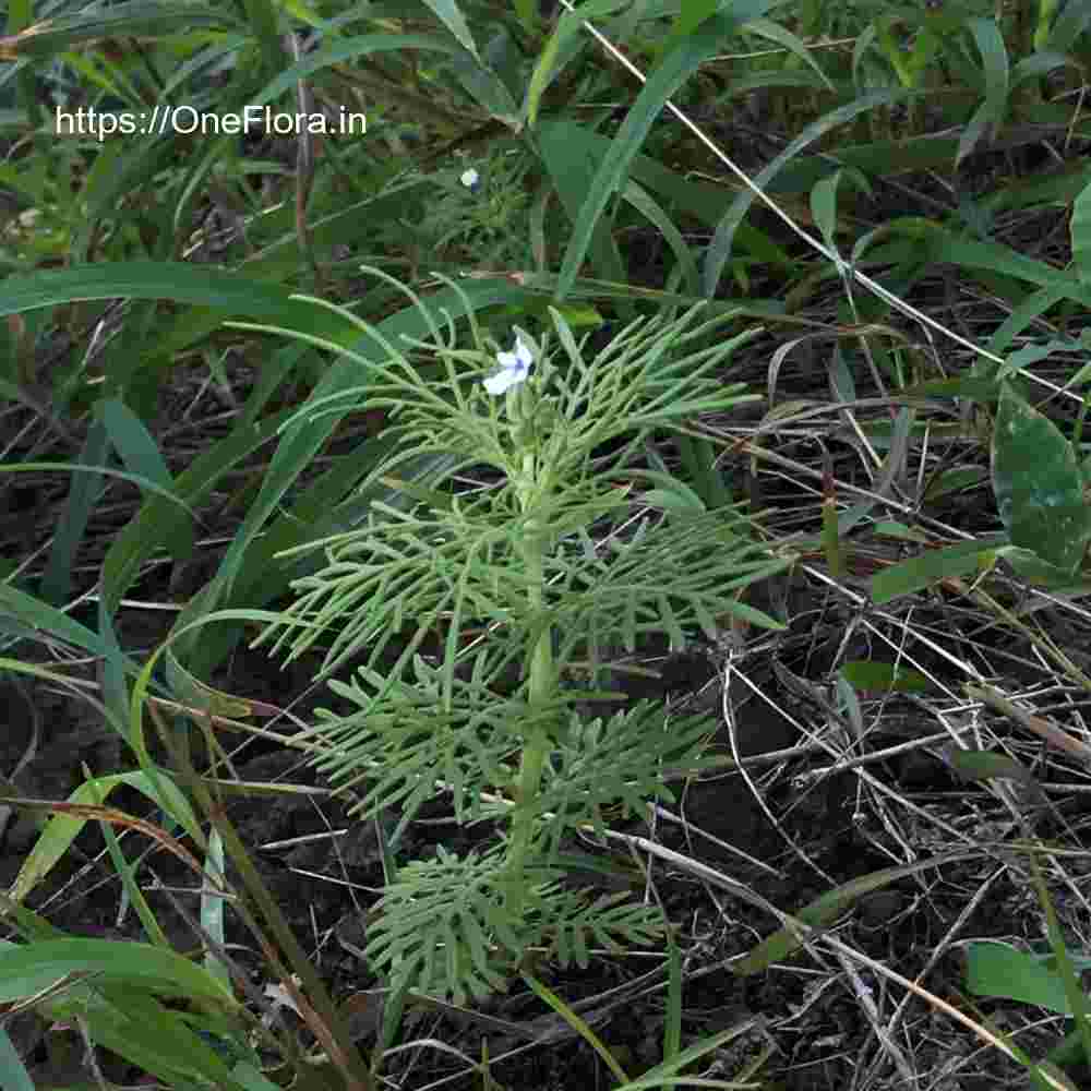 Lavandula bipinnata
