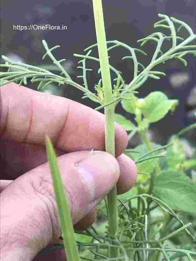 Lavandula bipinnata