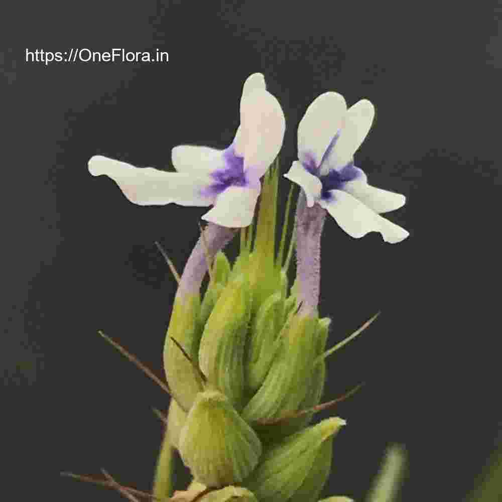 Lavandula bipinnata