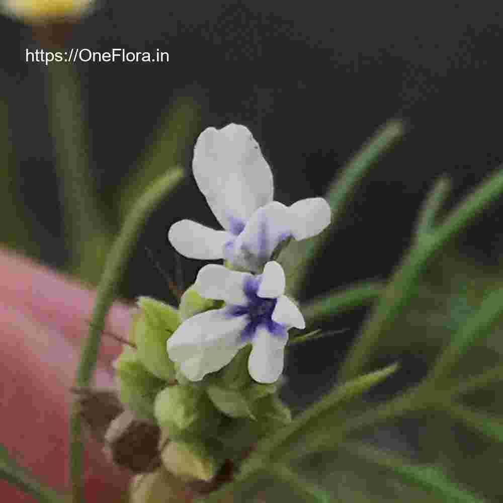 Lavandula bipinnata