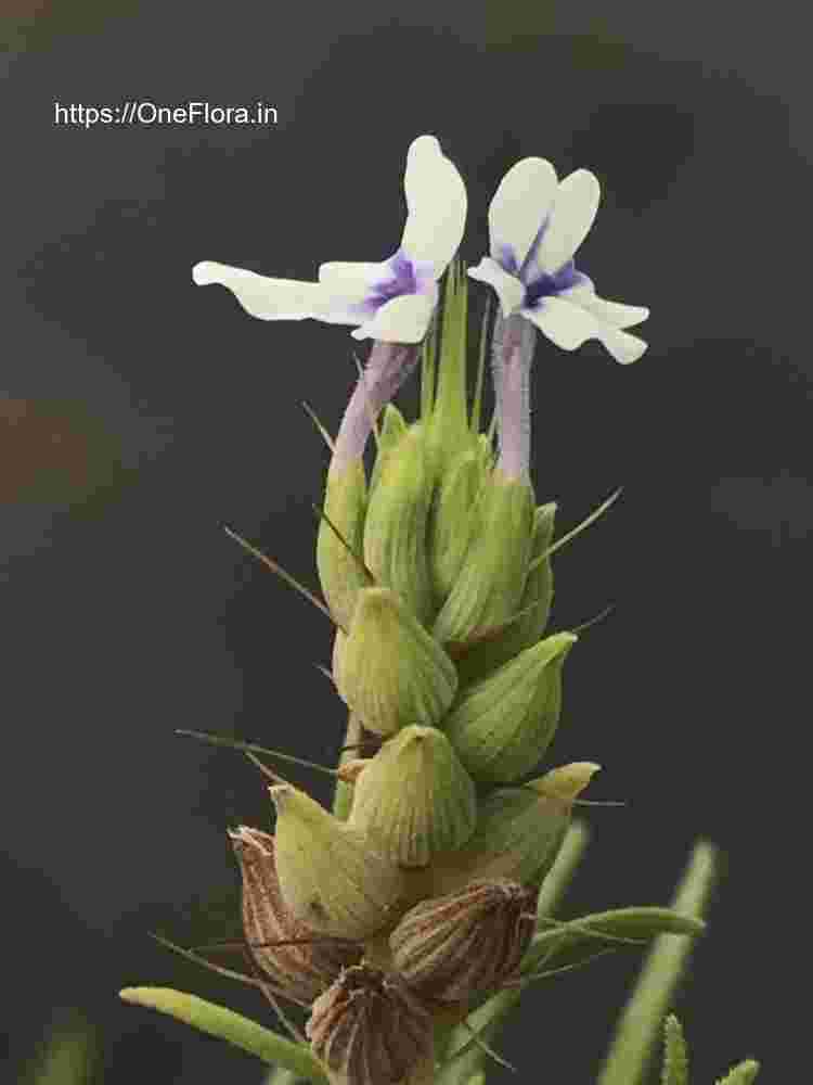 Lavandula bipinnata