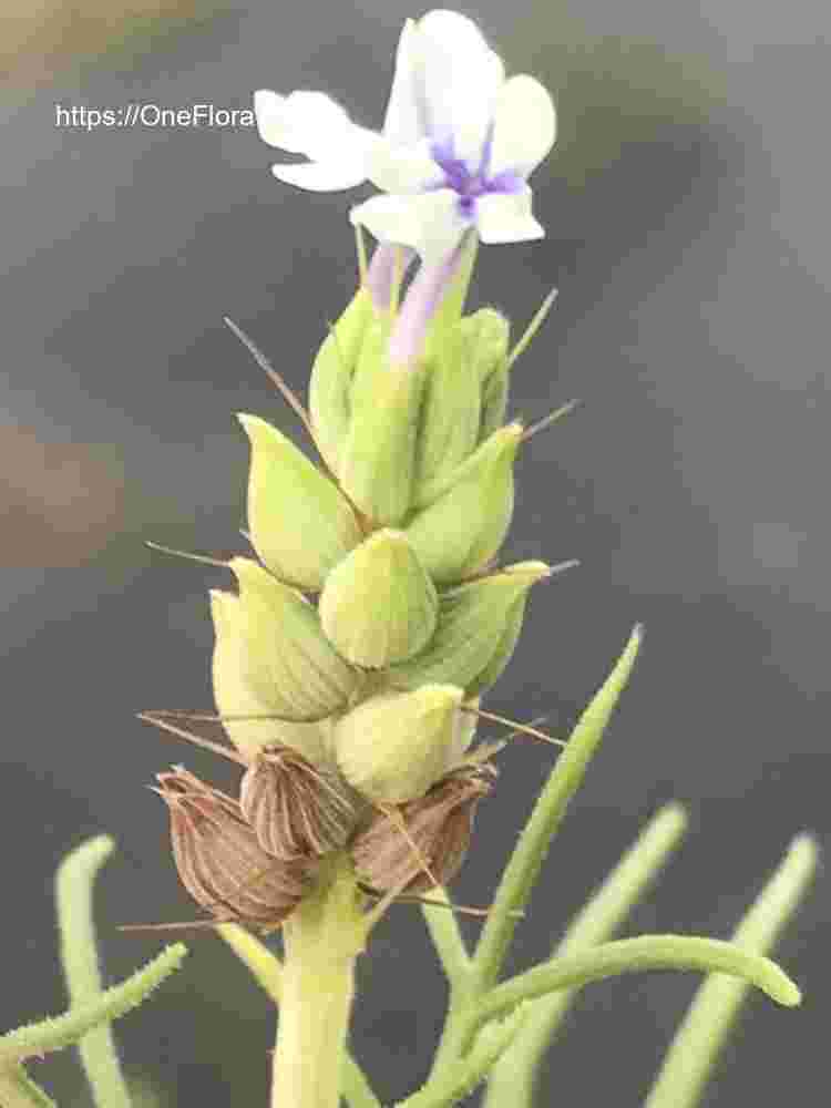 Lavandula bipinnata