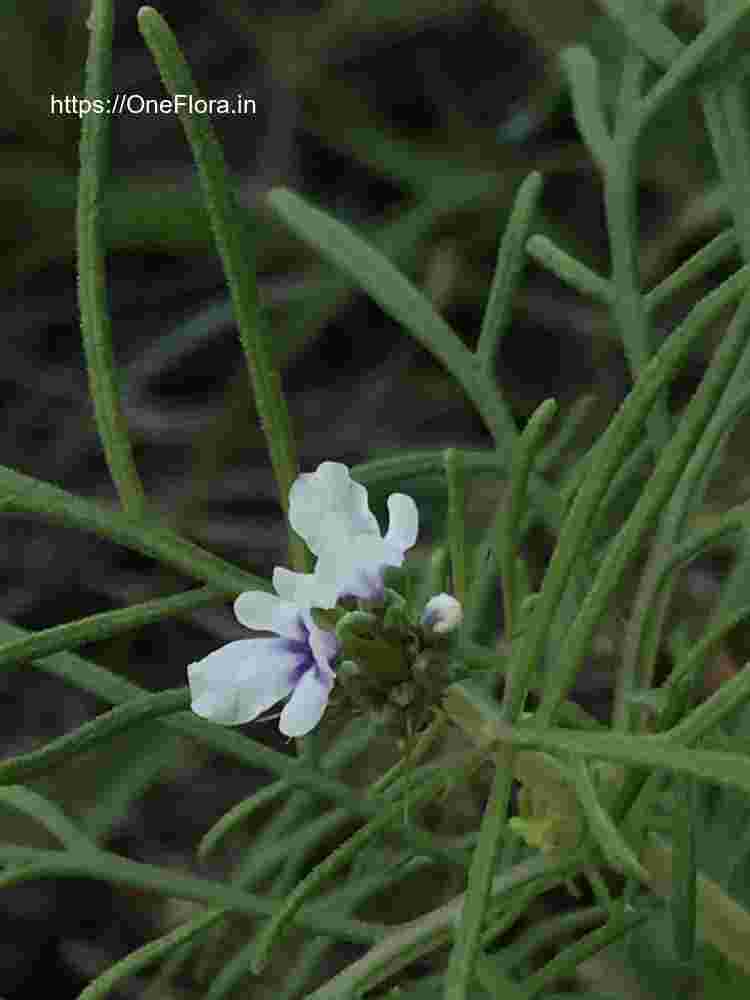 Lavandula bipinnata