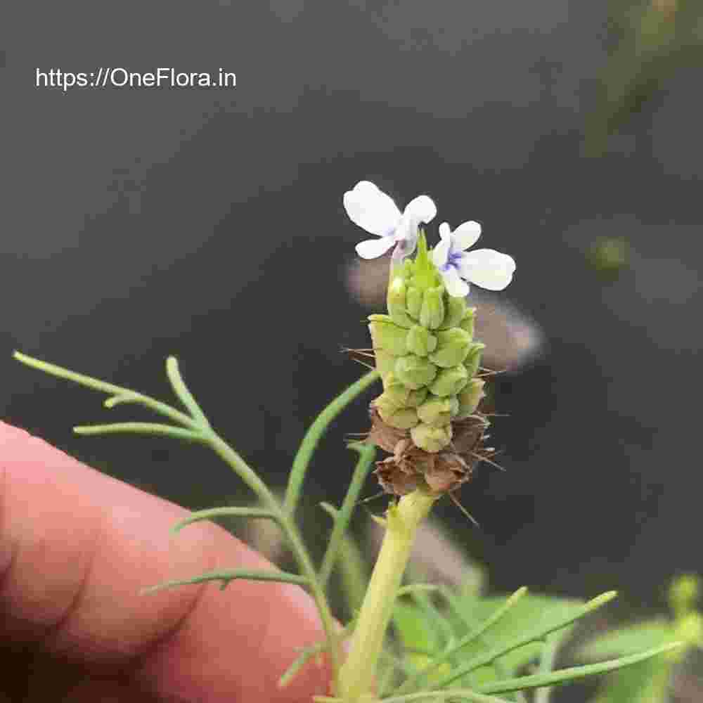 Lavandula bipinnata