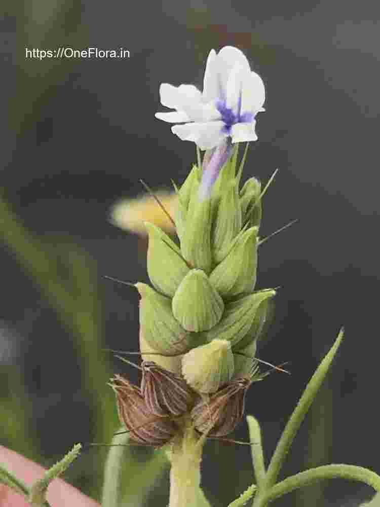 Lavandula bipinnata