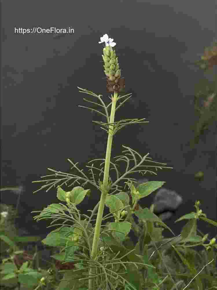 Lavandula bipinnata