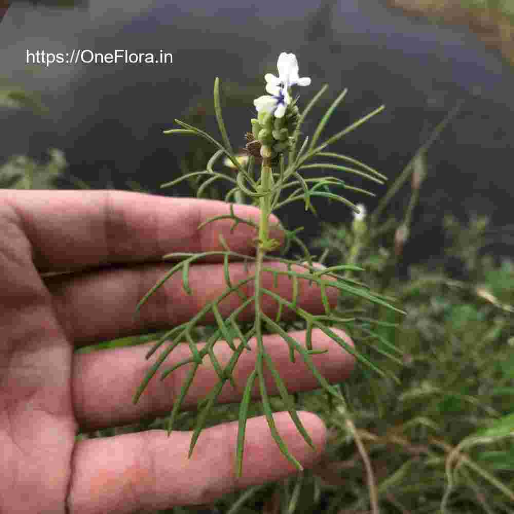 Lavandula bipinnata