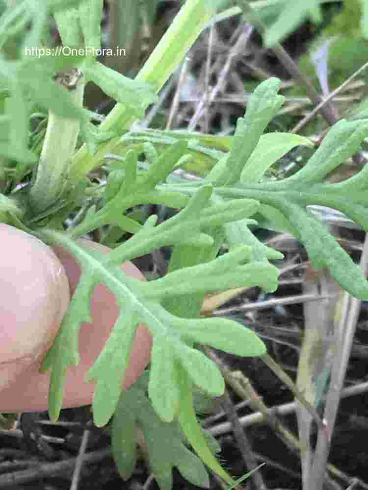 Lavandula bipinnata