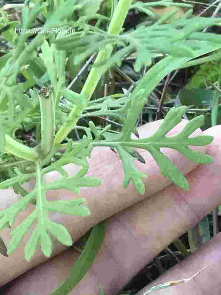 Lavandula bipinnata