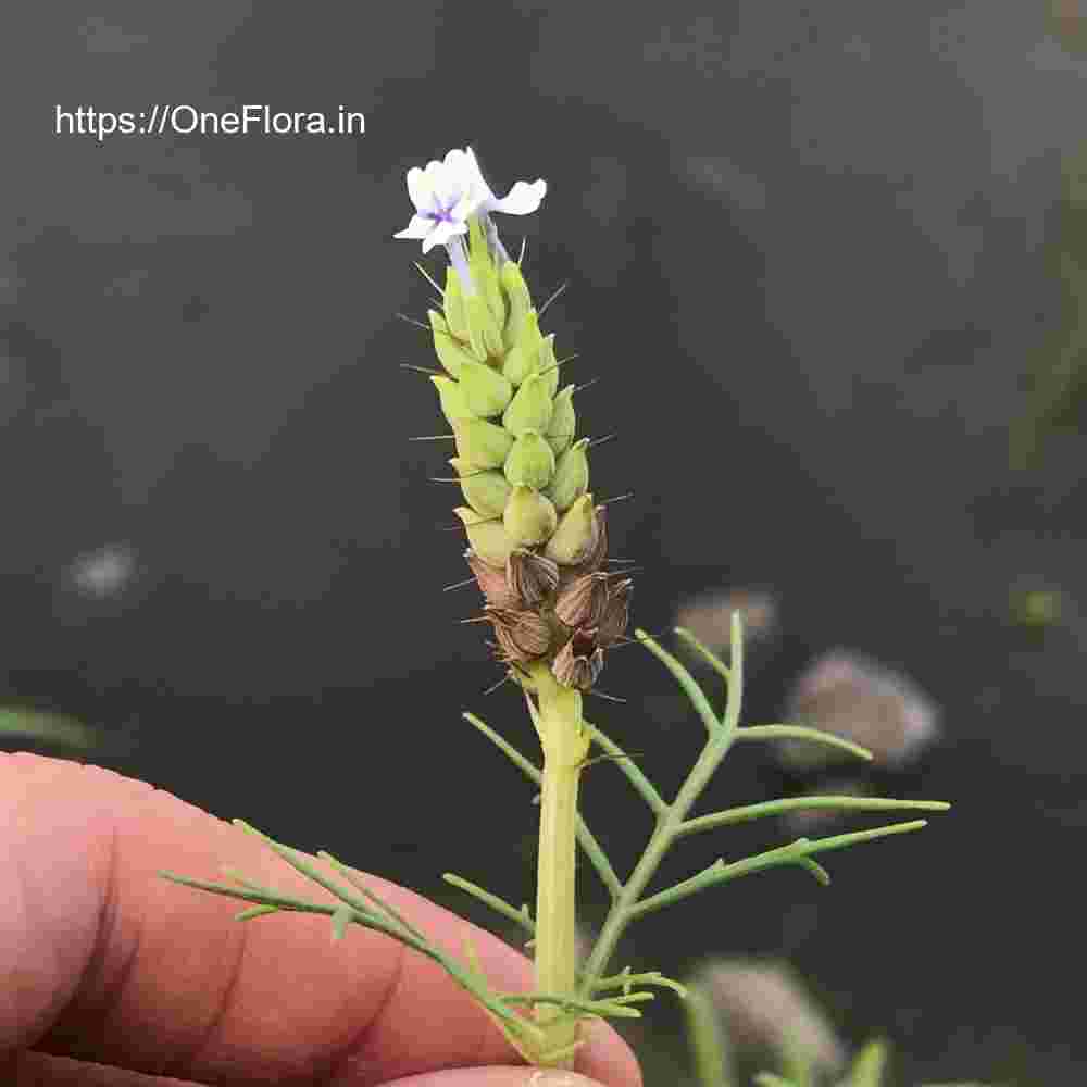 Lavandula bipinnata