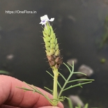 Lavandula bipinnata