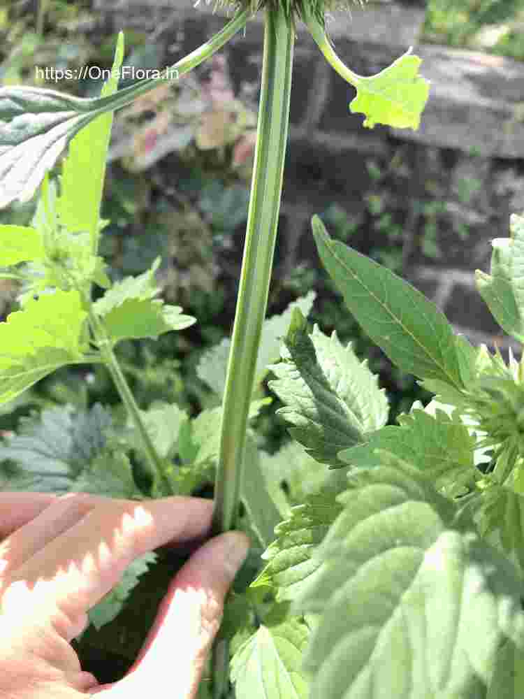 Leonotis nepetifolia