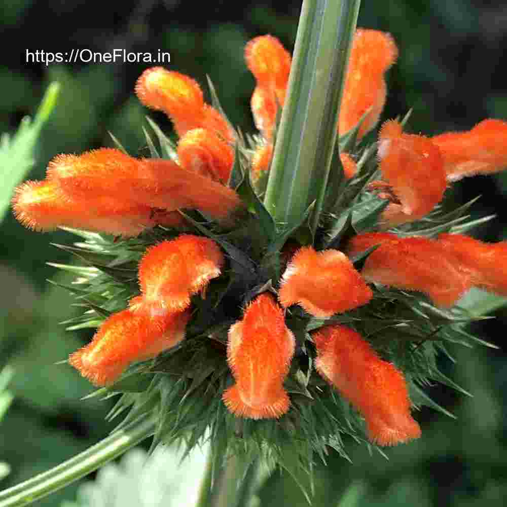 Leonotis nepetifolia