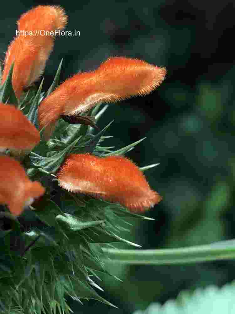 Leonotis nepetifolia