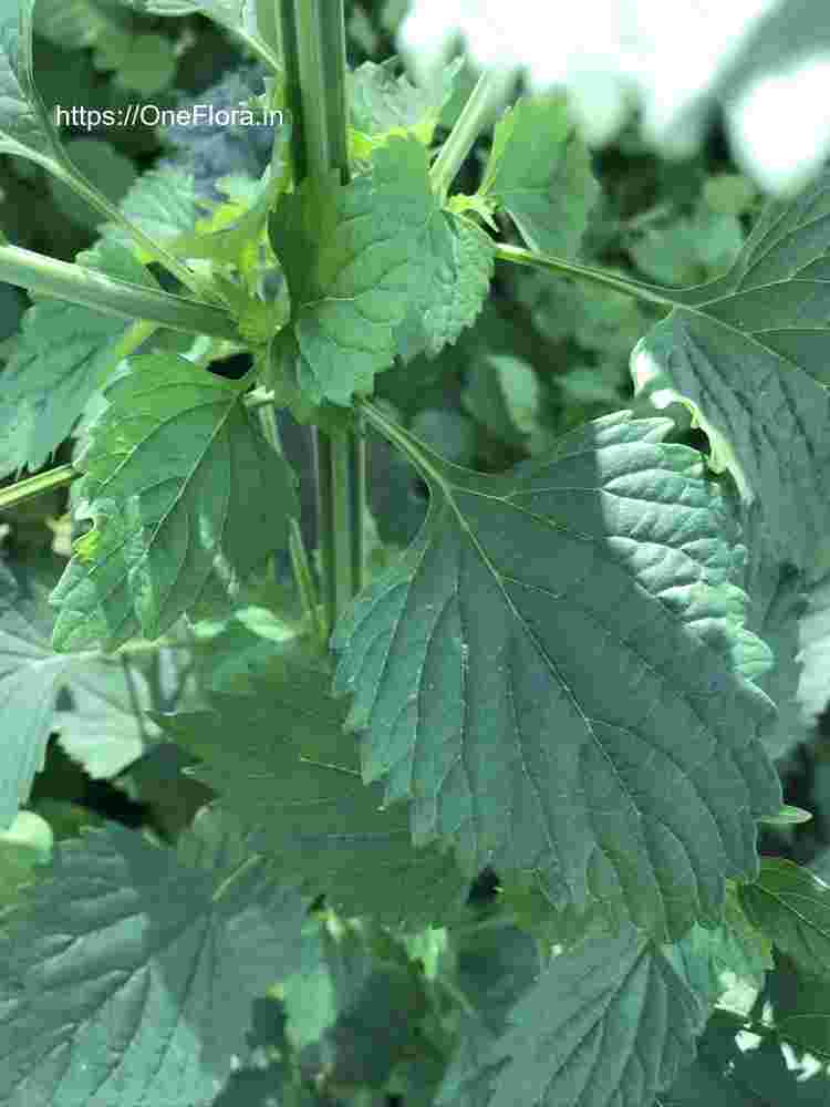 Leonotis nepetifolia