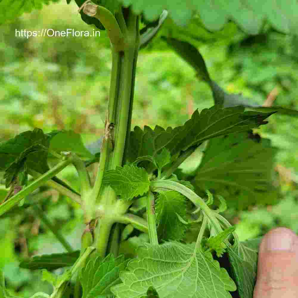 Leonotis nepetifolia