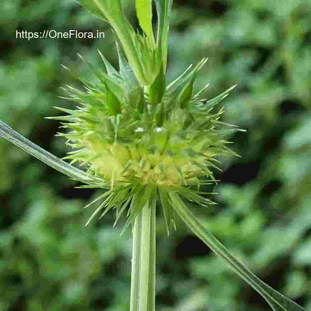 Leonotis nepetifolia