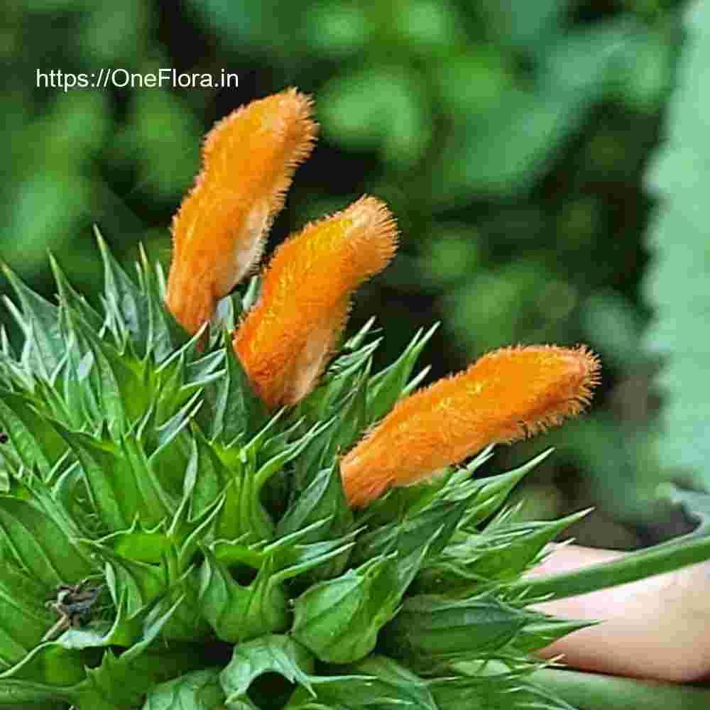 Leonotis nepetifolia