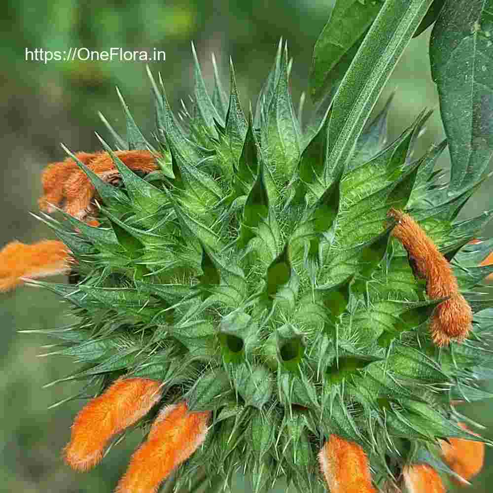 Leonotis nepetifolia