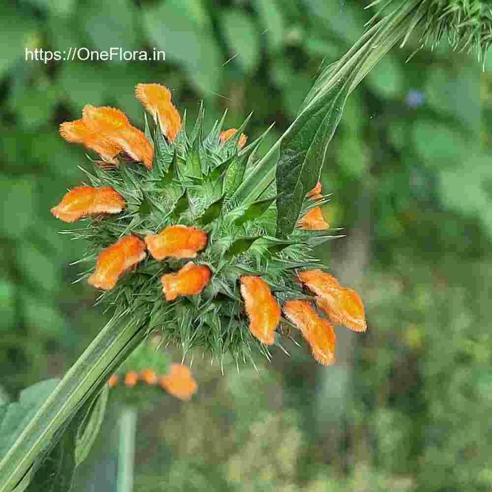 Leonotis nepetifolia