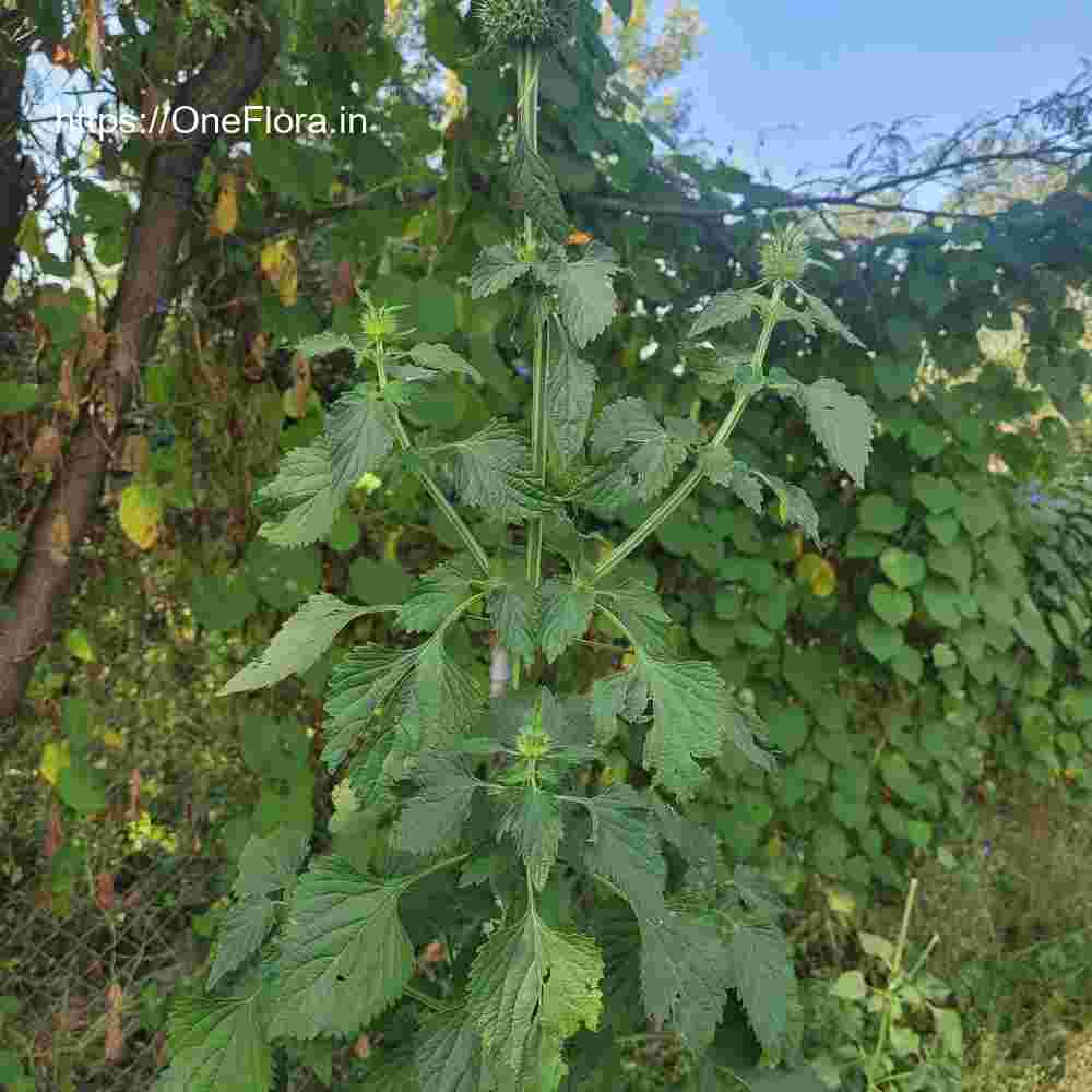 Leonotis nepetifolia