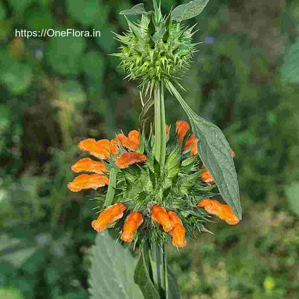 Leonotis nepetifolia