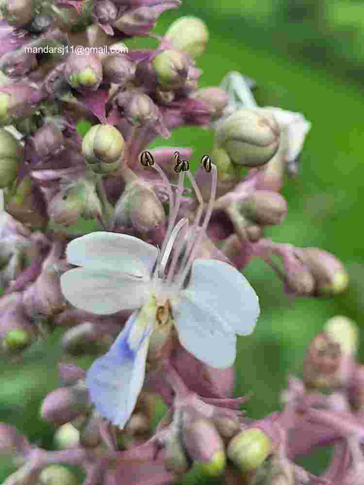 Rotheca serrata