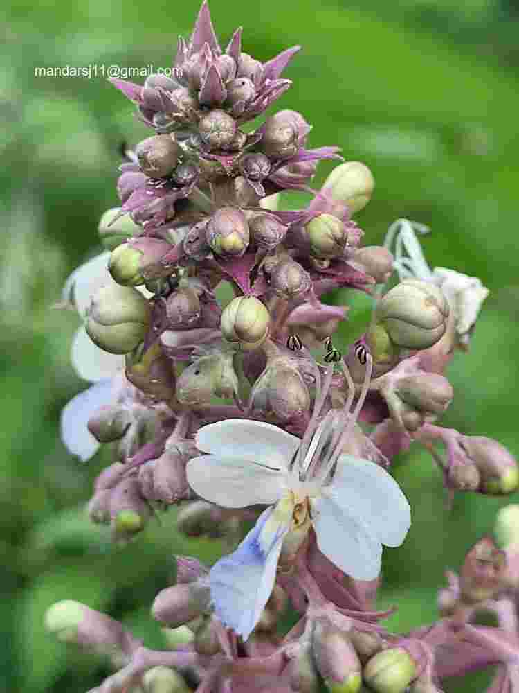 Rotheca serrata