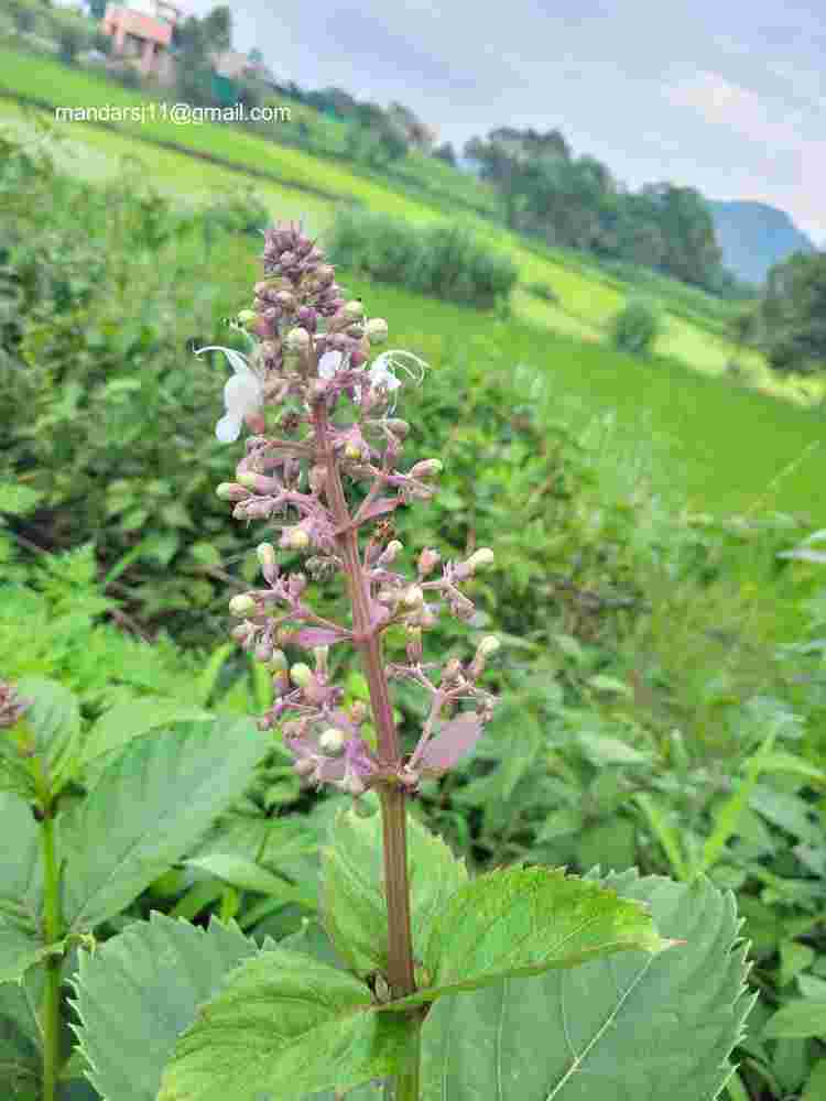 Rotheca serrata