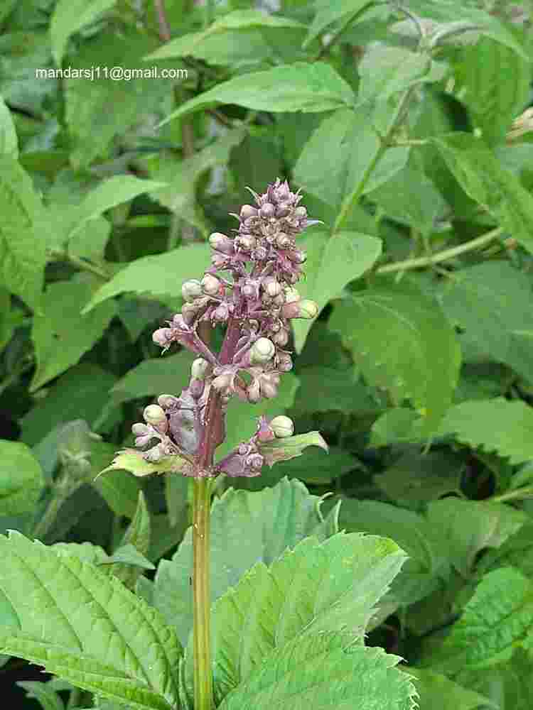 Rotheca serrata