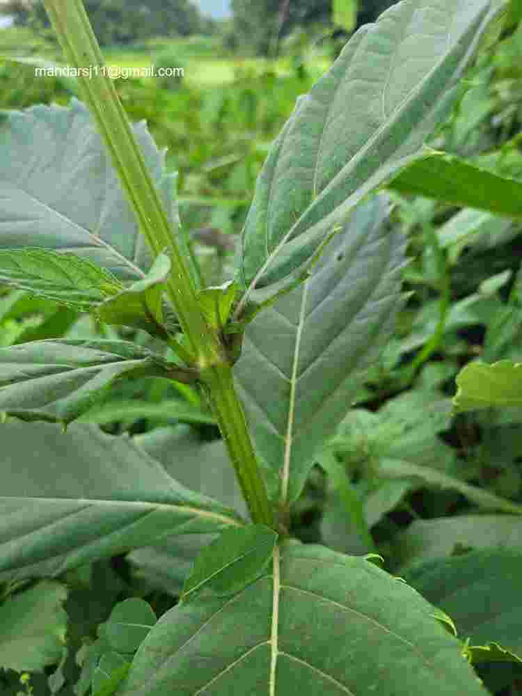 Rotheca serrata