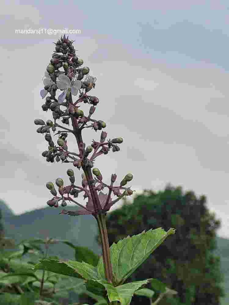 Rotheca serrata