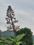 Rotheca serrata