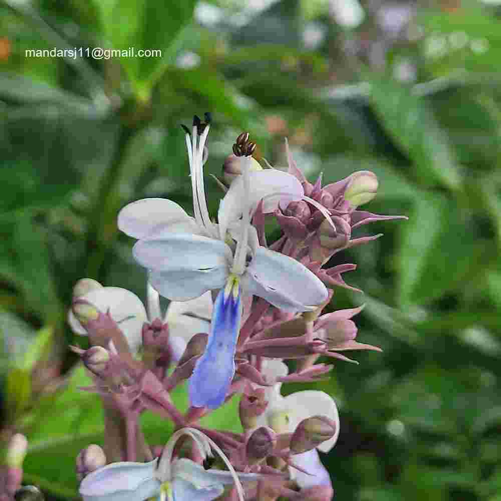 Rotheca serrata