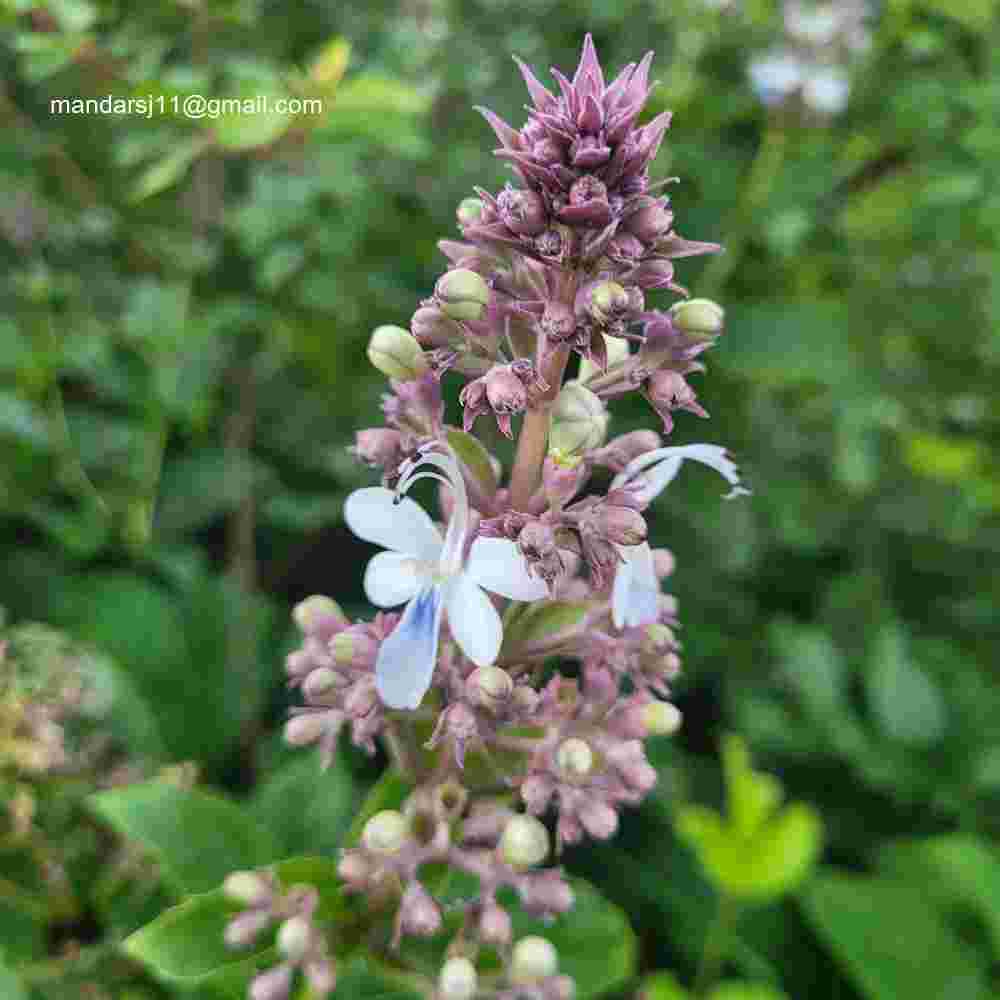 Rotheca serrata