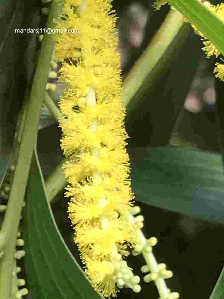 Acacia auriculiformis