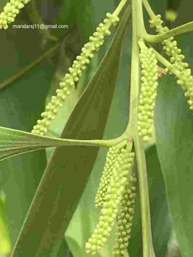 Acacia auriculiformis