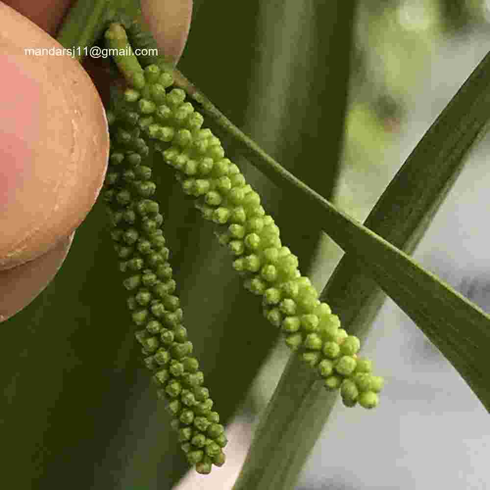 Acacia auriculiformis