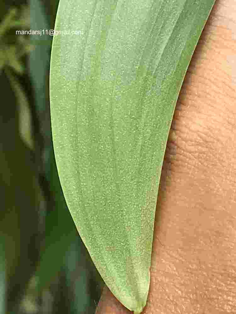 Acacia auriculiformis