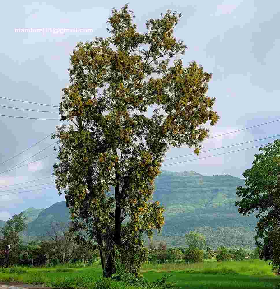 Acacia auriculiformis