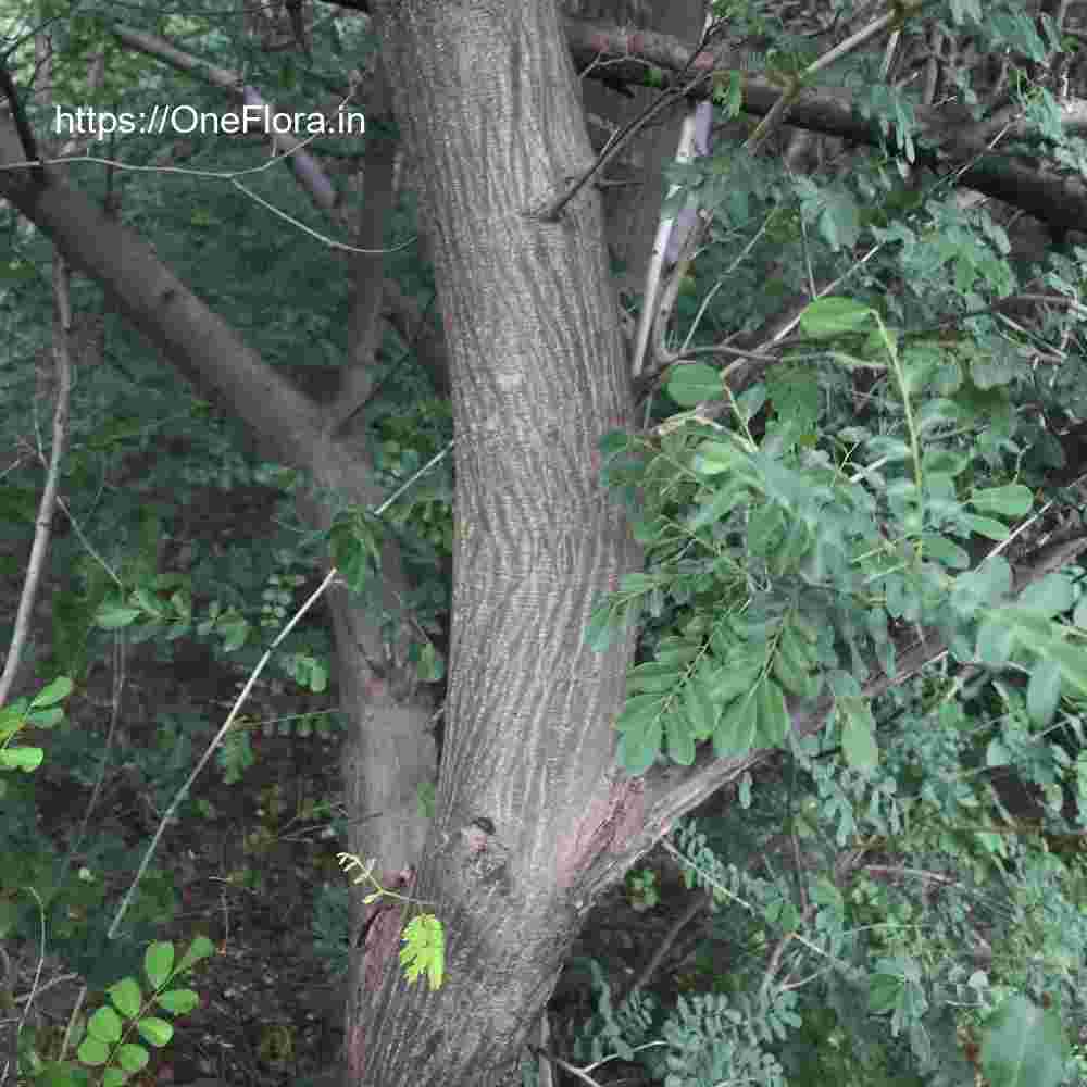 Albizia amara