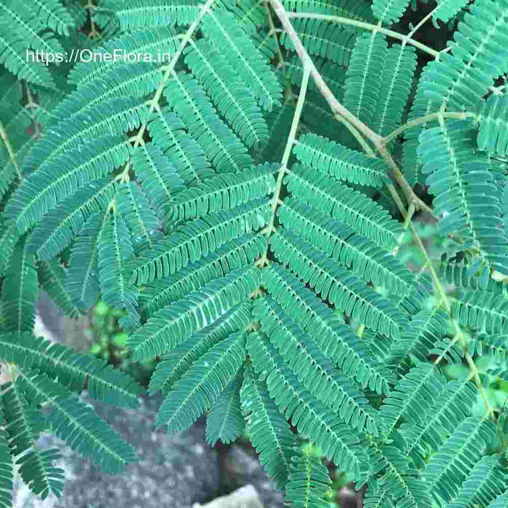 Albizia amara