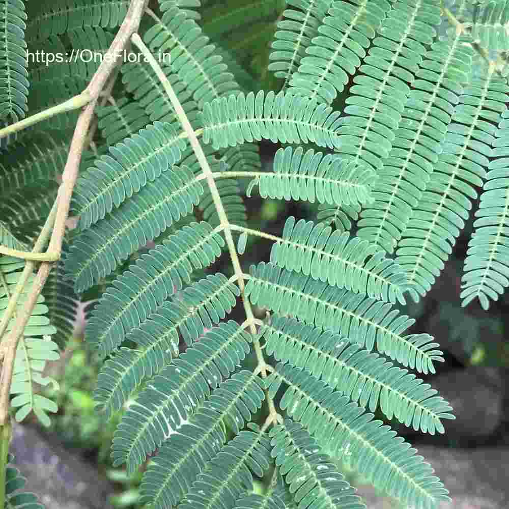 Albizia amara