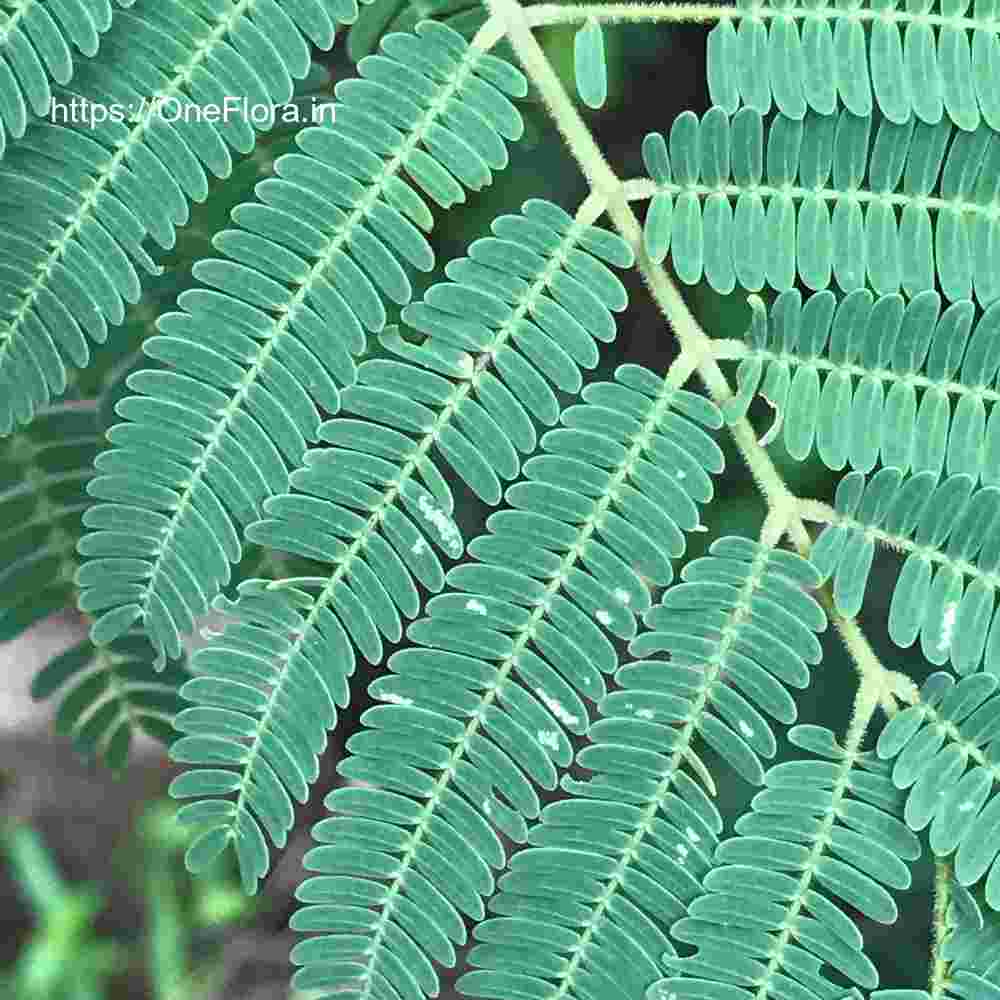 Albizia amara