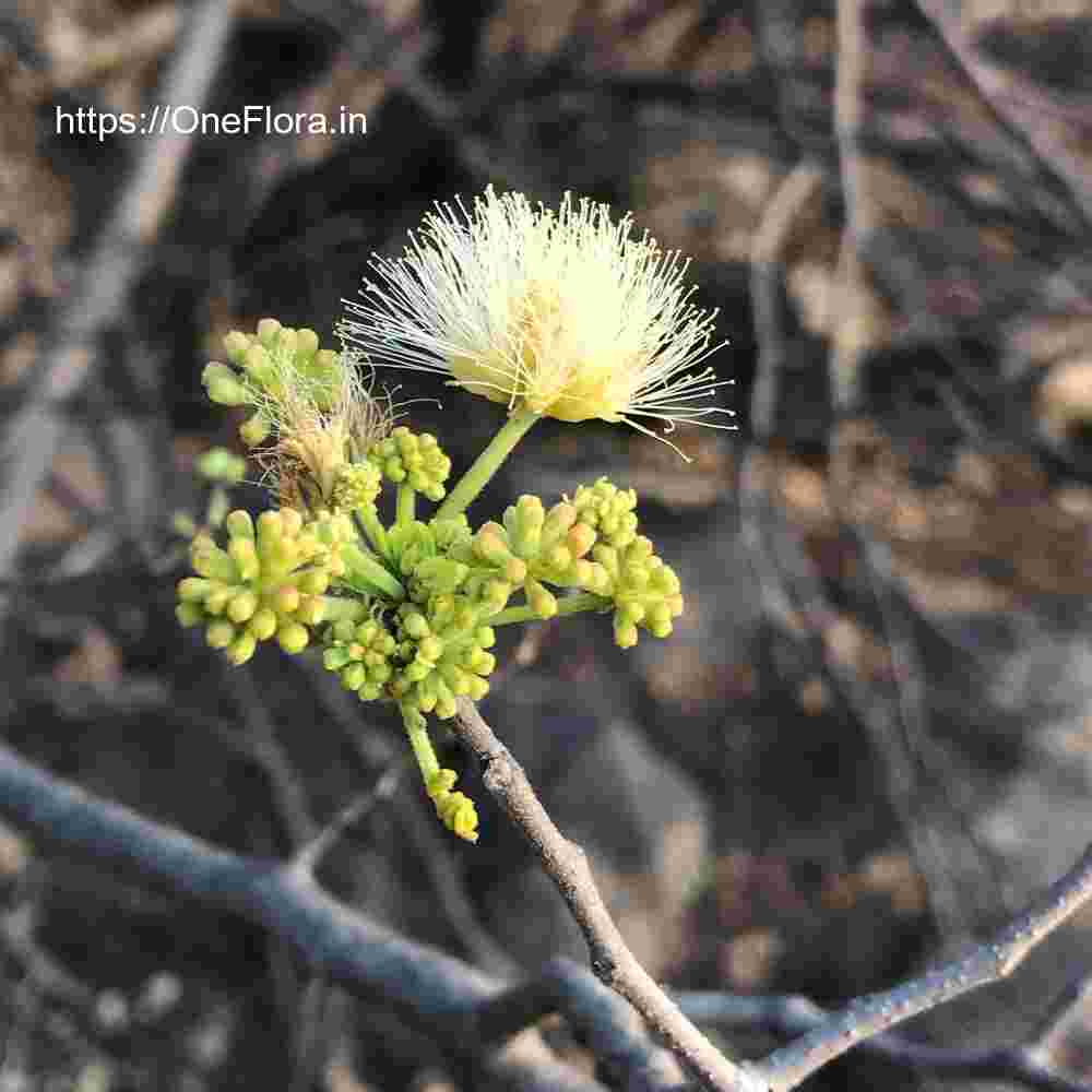 Albizia amara