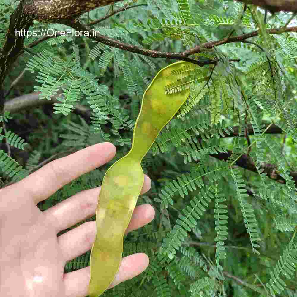 Albizia amara