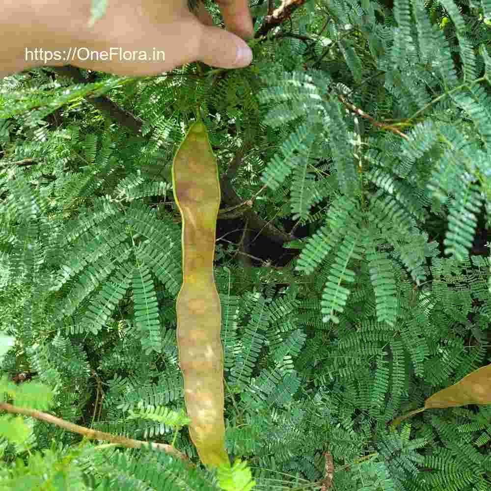 Albizia amara