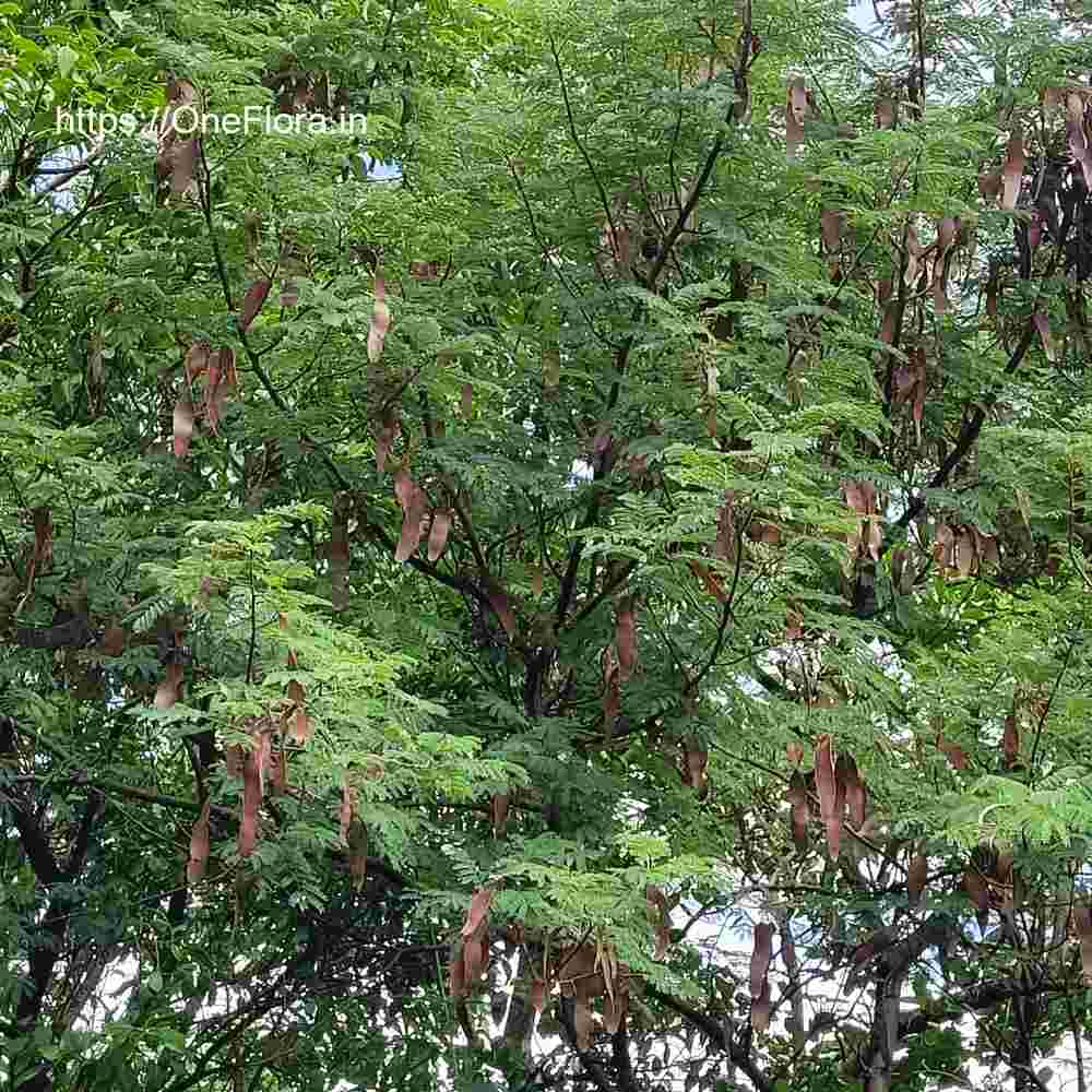 Albizia amara