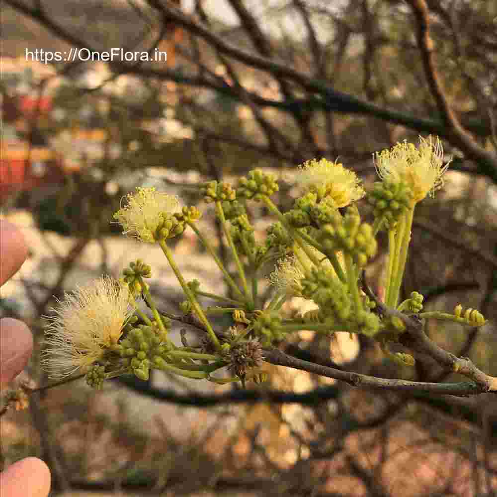 Albizia amara